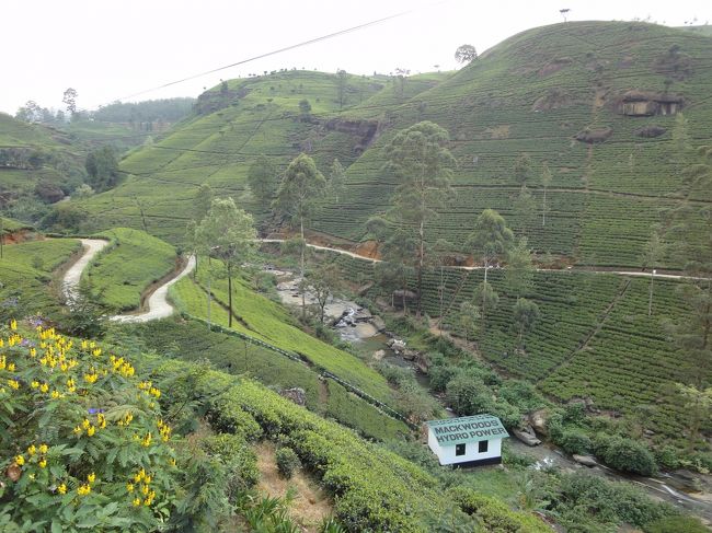 紅茶畑<br />景観もきれい