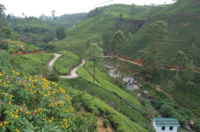 紅茶畑<br />とにかく広い<br />このエリア一帯紅茶畑