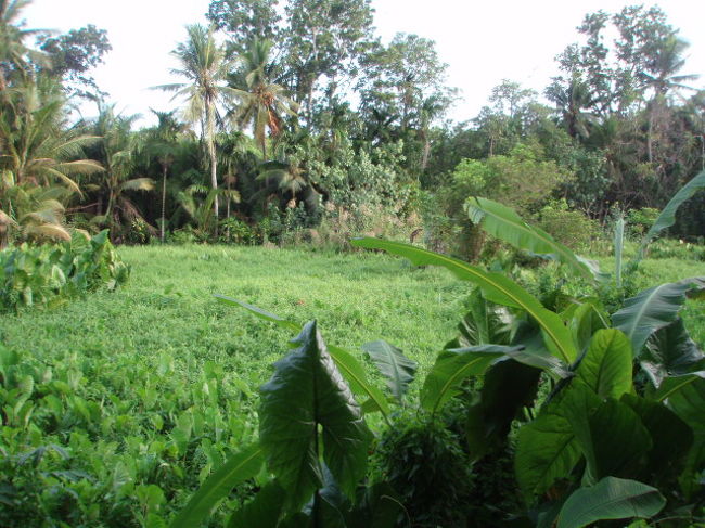 ホテルへ帰って、ホテル周辺を散策。タロイモ畑が広がっています。
