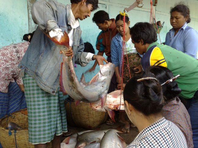 魚解体ショウ？