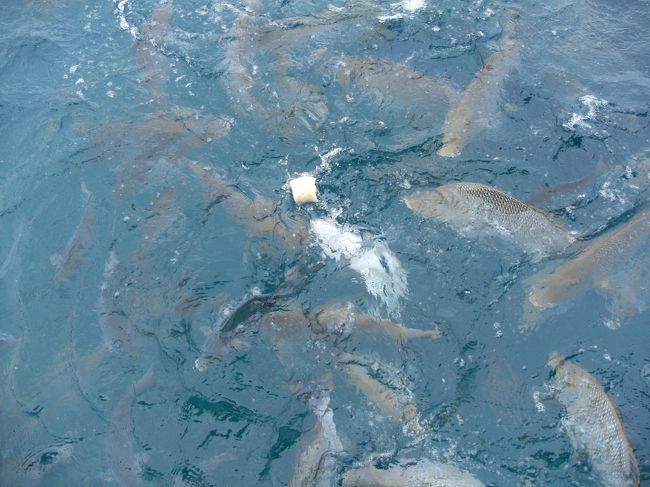 26日ぶり 冬のオキナワ第2章 かりゆしビーチで魚の餌係になる 恩納 読谷 沖縄県 の旅行記 ブログ By ヒデールさん フォートラベル 26日ぶり 冬のオキナワ第2章 かりゆしビーチで魚の餌係になる 恩納 読谷 沖縄県 の旅行記 ブログ By ヒデールさん フォートラベル