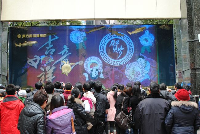 やたらと人だかりが出来ていたので見てみると水槽に亀や鮫が。