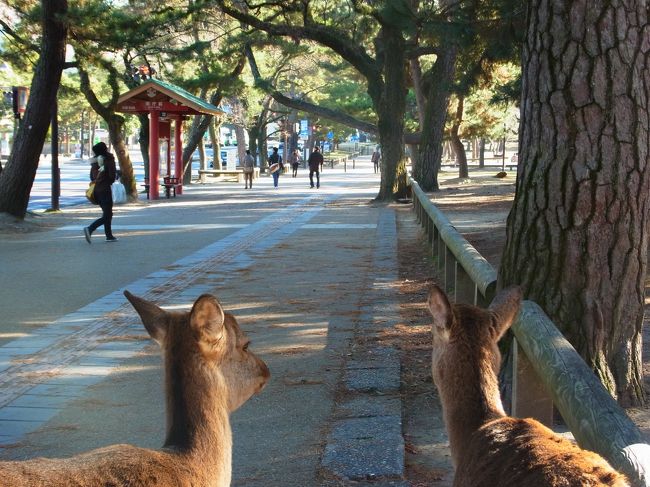 こんな路上に鹿だよ。かわいすぎる！
