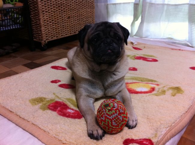 愛犬へのお土産<br /><br />クラフトリンクでボール<br /><br />あまり興味なし