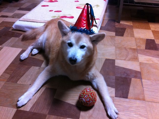 愛犬へのお土産２<br /><br />旧市街で買ったとんがり帽<br /><br />飼い主だけがよろこんでました