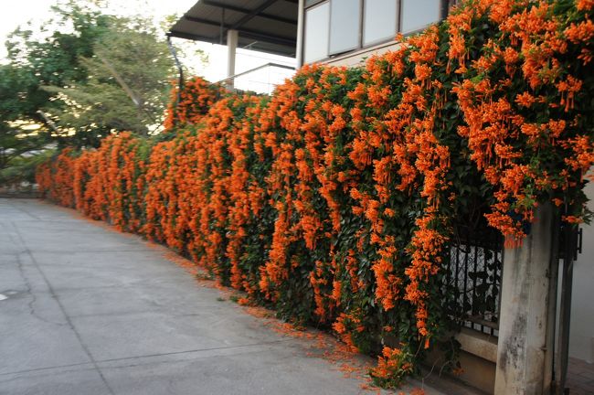 チェンマイ<br /><br />いつ来ても素晴らしく咲いている。<br />