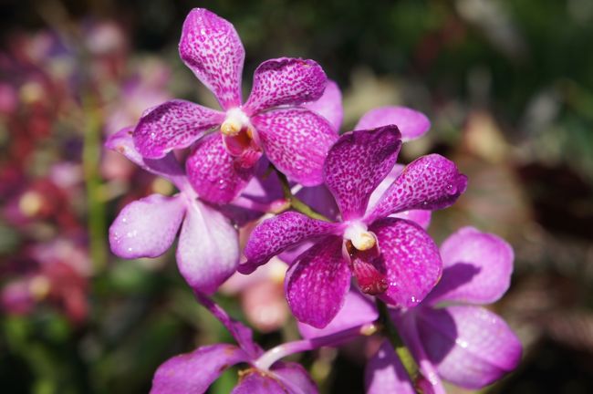 チェンマイ 花博<br />蘭は素晴らしい。だけど他の国の花はイマイチ…