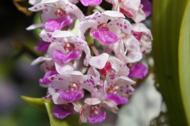 チェンマイ 花博