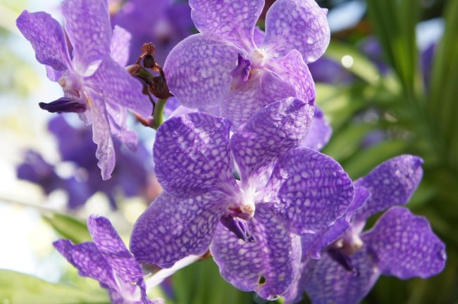 チェンマイ 花博