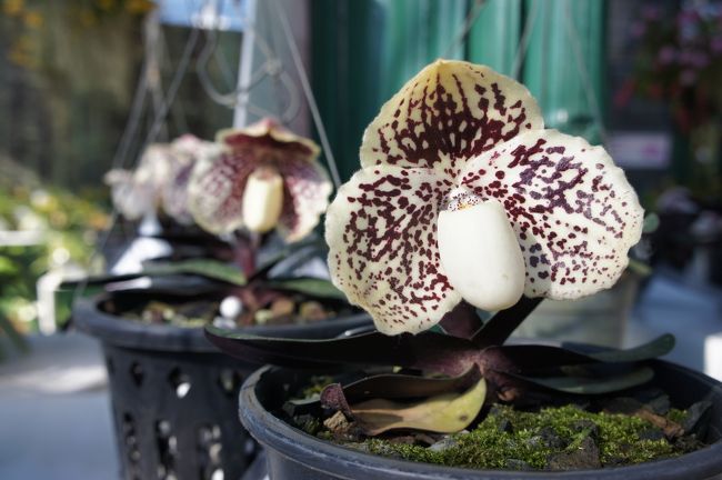 チェンマイ 花博