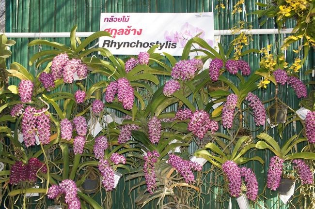 チェンマイ 花博