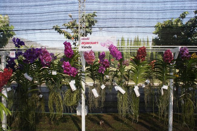 チェンマイ 花博