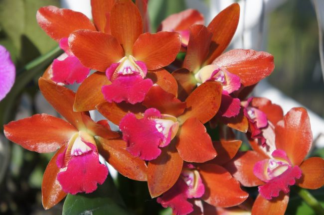 チェンマイ 花博