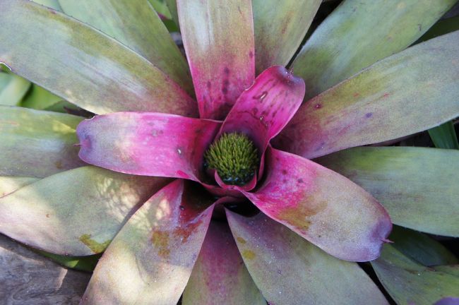 チェンマイ 花博