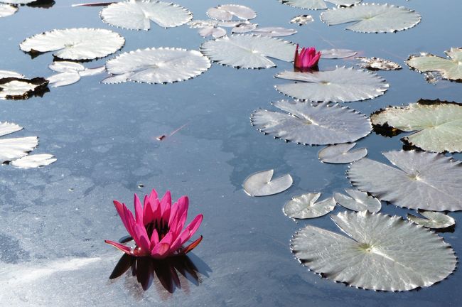 チェンマイ 花博