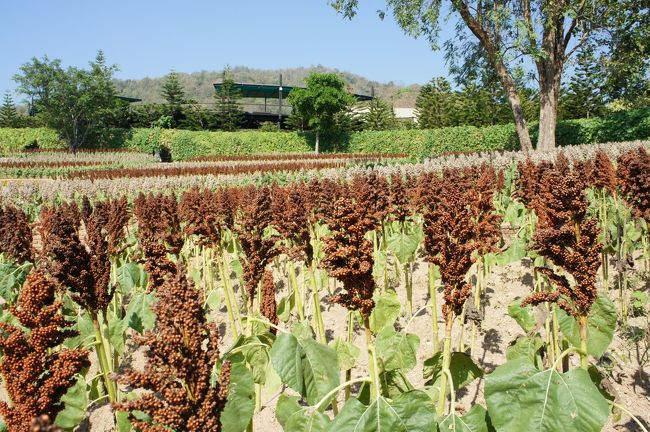 チェンマイ 花博