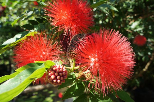 チェンマイ 花博