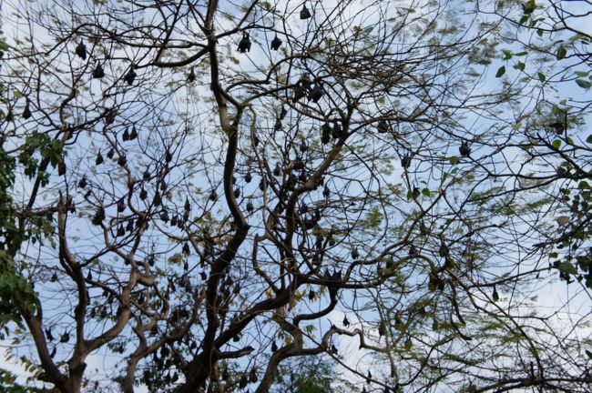 バンコク<br />こうもり。<br />不思議なことにこの一体の木にしかいない。