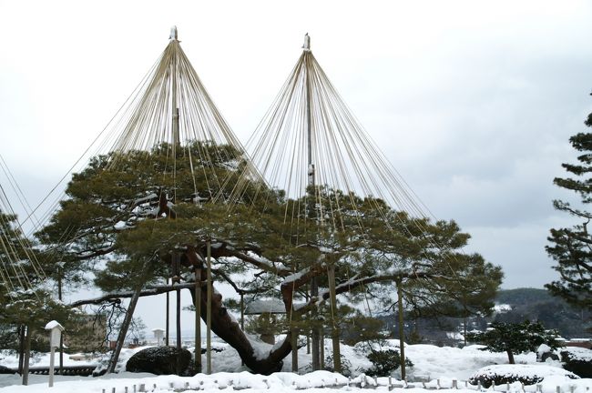 雪吊りが似合う唐崎松。