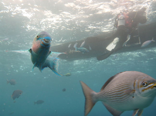 魚が目の前を泳いでいきます。