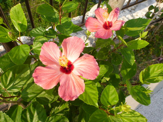 今回もてきな女子旅でしたが、自由に沖縄満喫できました。<br />ちょっと寒かったし、少し曇りだったけど雨も降らず。<br />晴れ女だーー<br /><br />また自由に女子旅したいな。