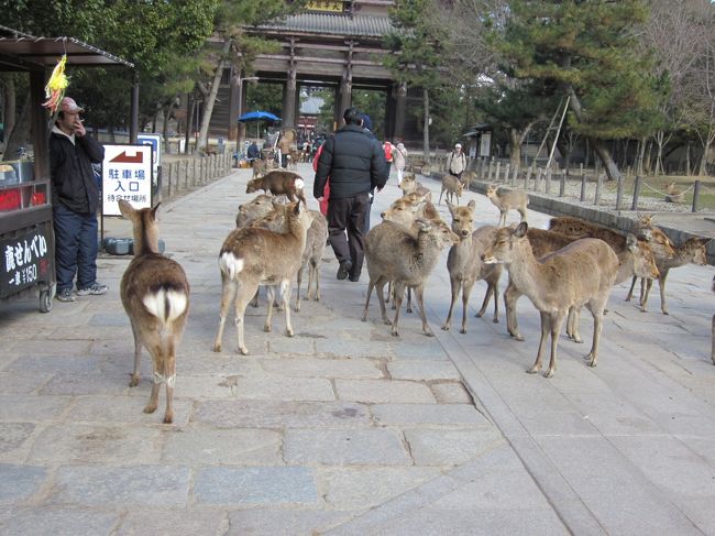 灯台自前はさすがに観光客も多くて鹿も群がってます。