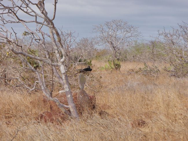 遠くに「グンカン鳥」が見えます。<br />島固有なのは動物だけでなく、植物も島毎に特徴があるそうです。<br />