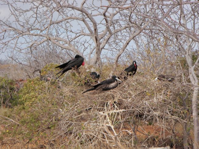 望遠レンズで撮ってみました。<br />一番左の「のどの下が赤い鳥」がオスです。<br />ちょうど繁殖期だったので、オスが求愛のためにお腹（？）を膨らませていたので見分けがつきました。