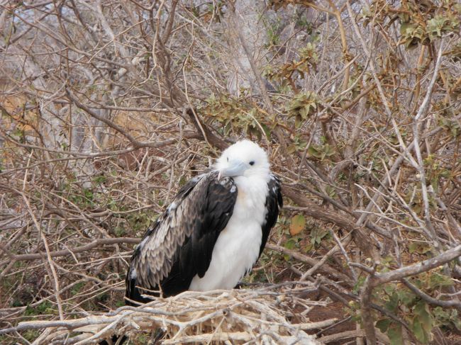 この子は「カツオ鳥」