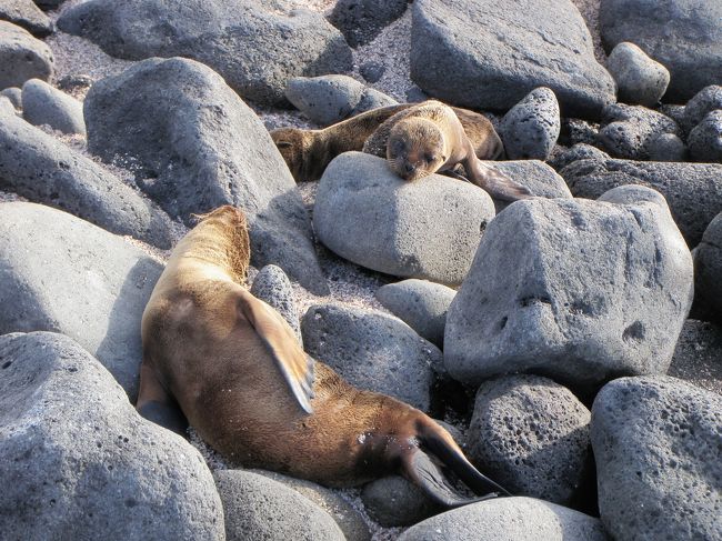 陽のあたる岩場ではアシカが昼寝中。<br />熱くなると、海にもぐってまた戻ってきます。