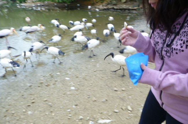 100円で売っていたパンを上げると沢山の鳥が寄ってきました。<br />