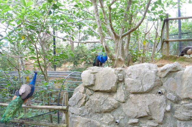 こちらはクジャク<br /><br />近づいても逃げませんでした