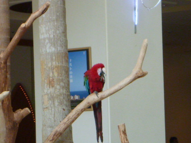 いつも枝に止まっていますが飛んで行かないように羽を少し切っているそうです。