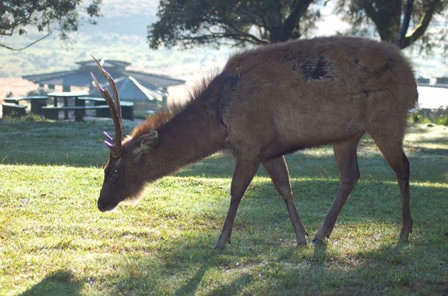 ホートンプレインズ国立公園<br />トナカイがお出迎え