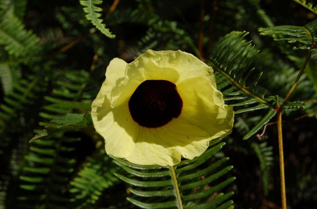 ワイルドハイビスカス<br />とガイドが言っていた