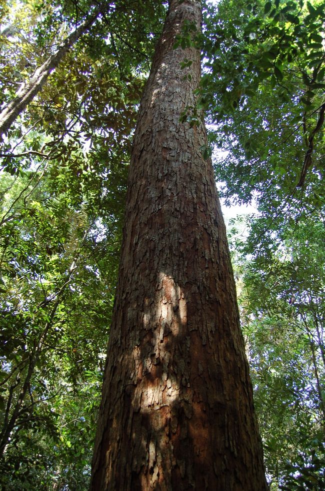 この木まで行くのが<br />通常のルートっぽい