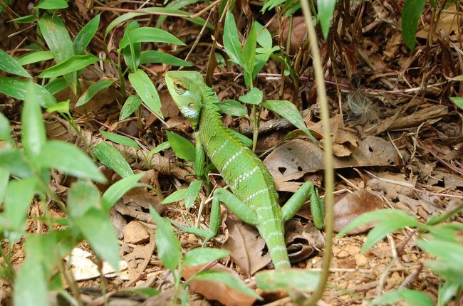カメレオン？<br />イグアナ？