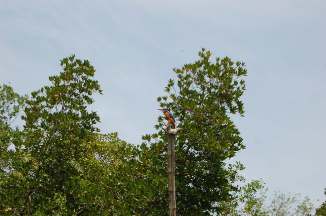 鳥がとまっている