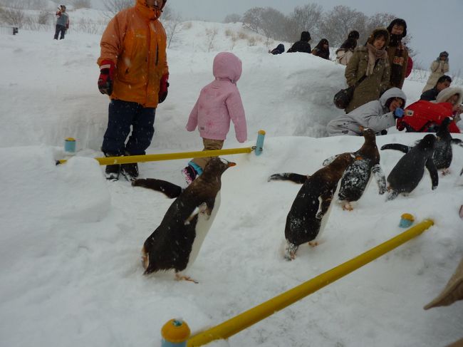 ペンギンの行進は１１：３０からと１３：３０から<br />の２回です！<br /><br />もう１３時３０分ですよ〜<br />ギリギリに入館した私たちは係員の方の誘導の<br />おかげで間にあいました♪<br /><br />おたる水族館の皆さまありがとうございました<m(__)m>