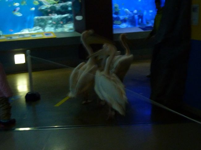 飼育室にもどったら餌がもらえるから<br />ルンルンで帰って行きました(^.^)