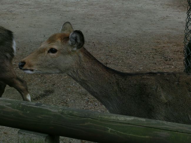 鹿は神様の使いなのだそうです