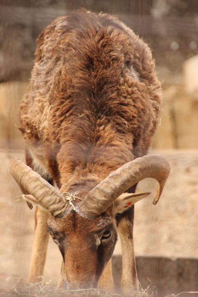 一眼レフを持って多摩動物公園にチャレンジ 2 アジアの山岳エリアのユキヒョウやトラやオオカミなど 多摩 東京 の旅行記 ブログ By まみさん フォートラベル
