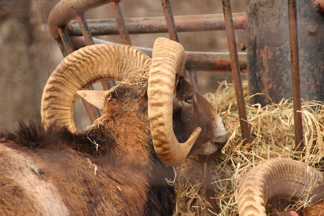 一眼レフを持って多摩動物公園にチャレンジ 2 アジアの山岳エリアのユキヒョウやトラやオオカミなど 多摩 東京 の旅行記 ブログ By まみさん フォートラベル