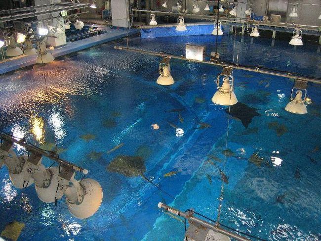美ら海水族館で無料のバッグヤードツアーに参加しました。<br />上から水槽見学です。