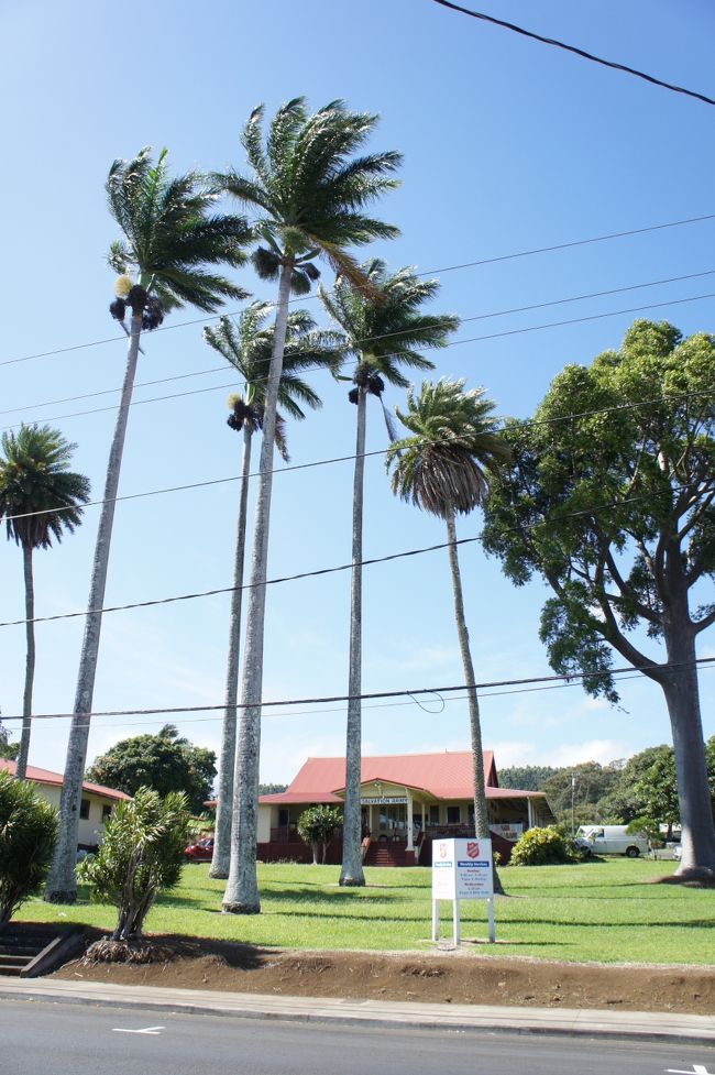 ヤシの木に囲まれたスリフトショップでお買物。<br />年代物のアロハシャツやフラのドレスがありました。