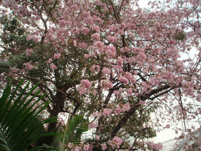 薄いピンクの花がたくさん咲いています。日本の桜が咲いている頃のようです。蒸し蒸し暑いけど、春を感じてしまう。