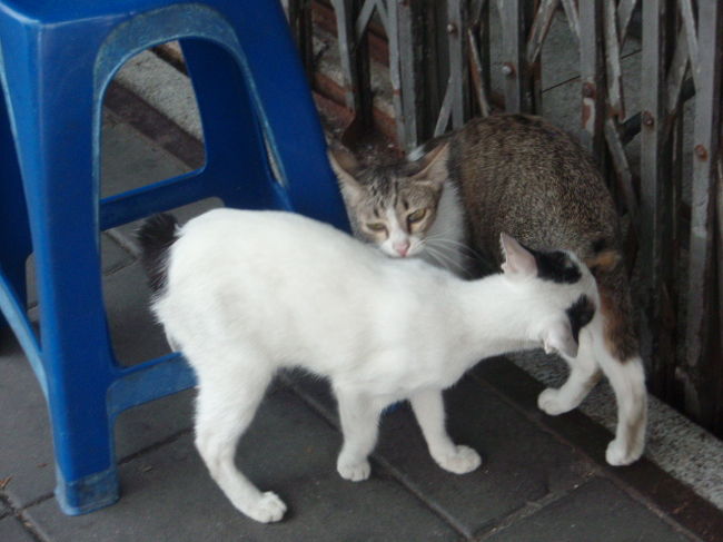 バンコクの猫は穏やかそう。体が細いなー。