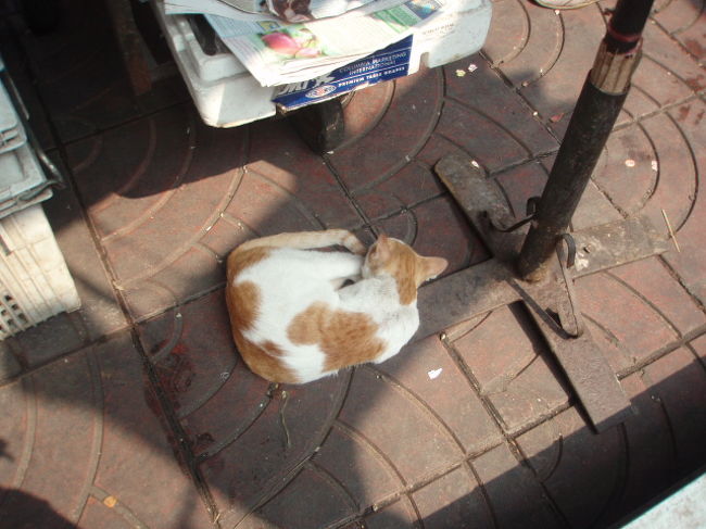 ニューエンパイヤのホテルが見えてヤワラート通りに出ました。お腹が空いたので、フカヒレ屋さん沢山あるから、適当に入ろうかなーって気持ちになってくる。海鮮が並んでいる店頭に惹かれて近づいてみたら、探していたお店見つけました。ジャルンクルン通りじゃなかった。