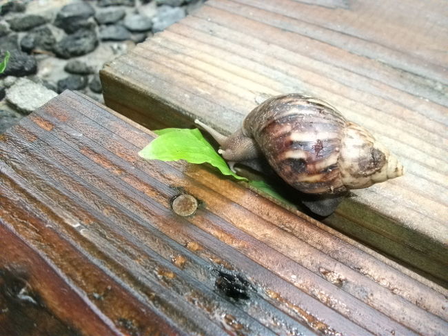 ３日目の朝。でかいカタツムリを見つけました。殻が貝のようです。真剣に写真を撮っていたら、ホテルの人に笑われてしまいました。