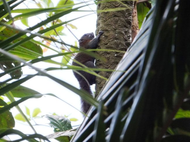 いつものように<br />いつもと同じ朝食をいただき、<br />部屋に戻ろうとしたところ、<br />イタリア人たちが木の上を見上げて何か騒いでいます。<br /><br />ん？<br /><br />と思って私たちも見てみると<br />なんと、かわいいリスさんがいました。